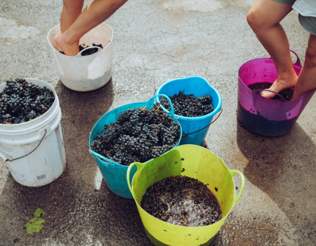 The Process of Making Red Wine